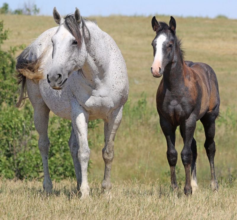 012 - Caseys Fame colt